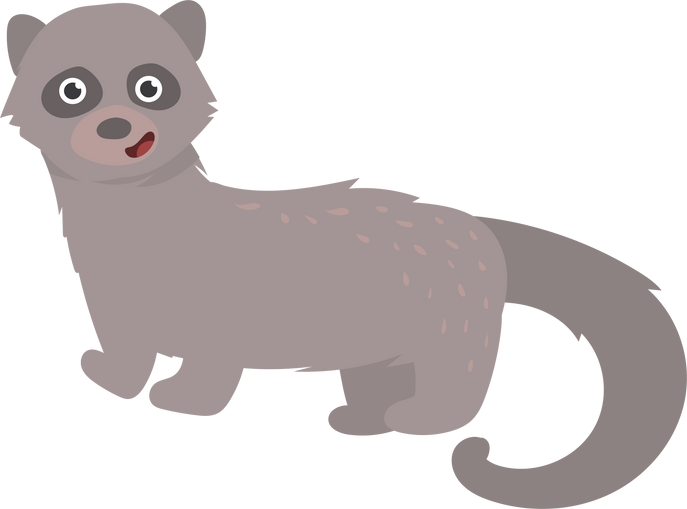 African Civet Illustration